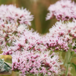 Featured & Cover Ancient Herb Dubbed 'Nature's Valium' Promises Better Sleep and Reduced Anxiety