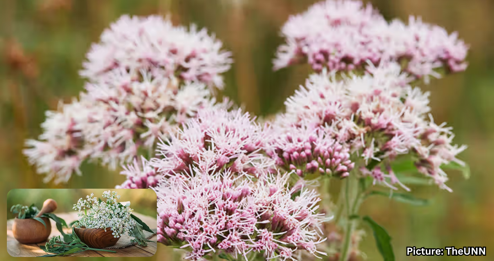 Featured & Cover Ancient Herb Dubbed 'Nature's Valium' Promises Better Sleep and Reduced Anxiety