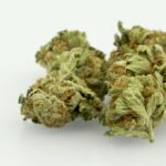 Featured & Cover Cannabis Compounds Show Potential to Reverse Disease in Adults