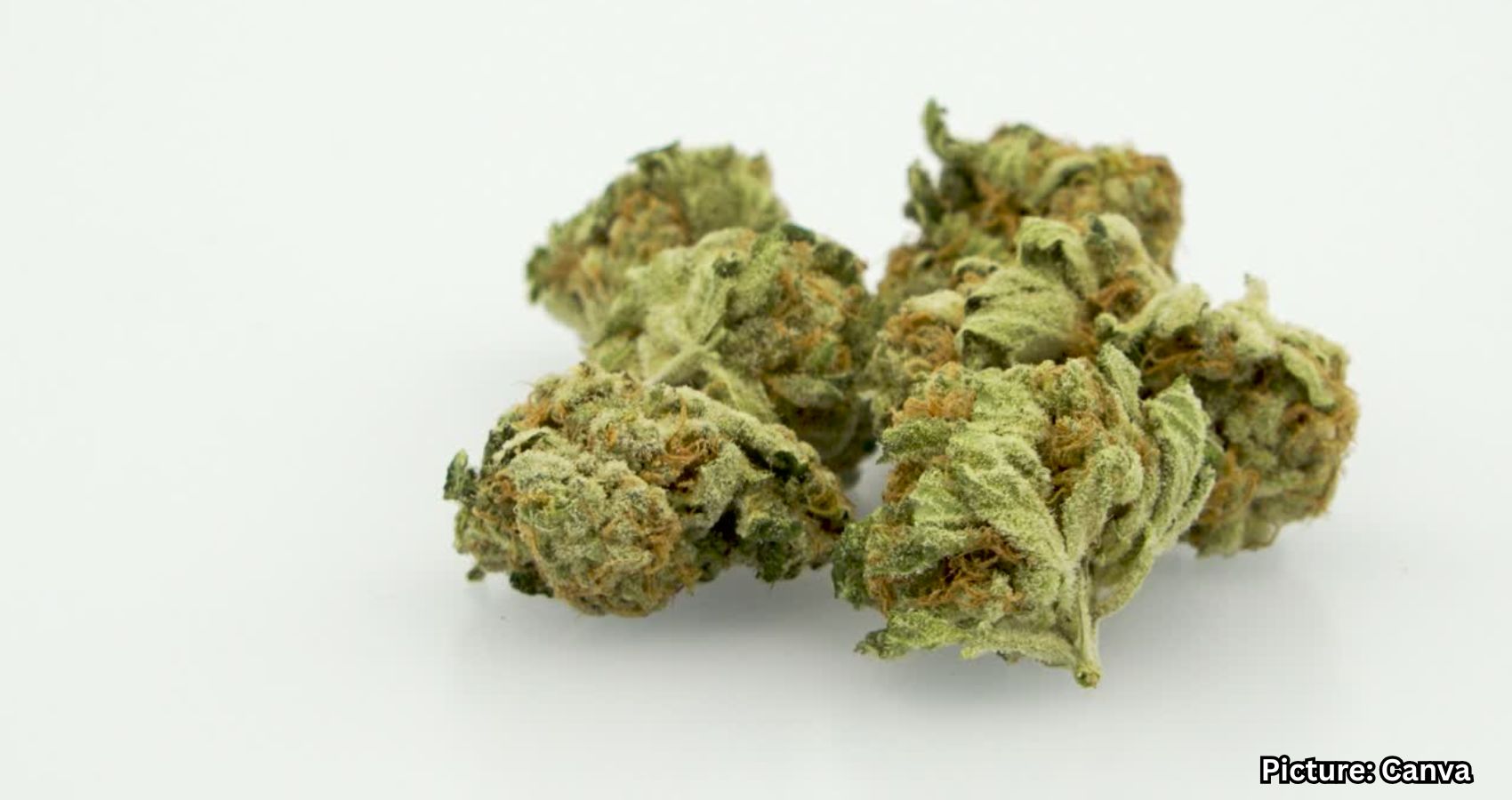 Featured & Cover Cannabis Compounds Show Potential to Reverse Disease in Adults