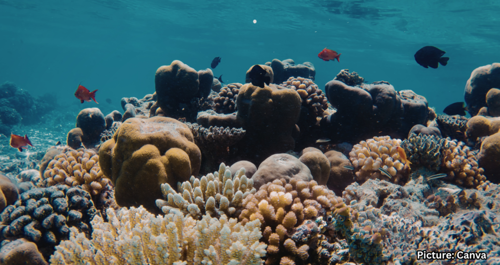 Earth’s Oceans Becoming Darker, Posing Risks to Marine Life Worldwide