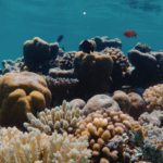 Featured & Cover Earth's Oceans Becoming Darker Posing Risks to Marine Life Worldwide