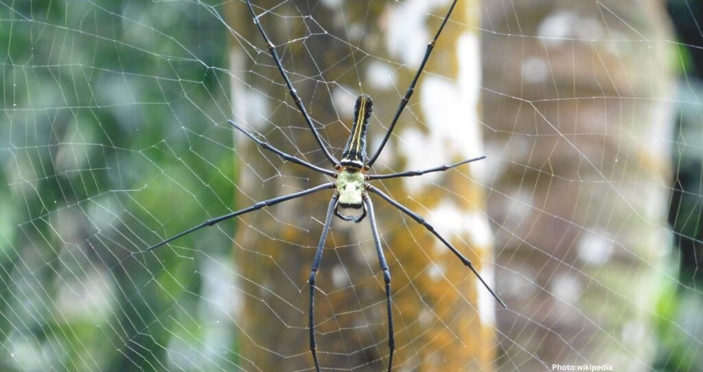 Giant Golden Spiders May Spread This Summer, Experts Assess Health Risks