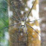 Featured & Cover Giant Golden Spiders May Spread This Summer Experts Assess Health Risks
