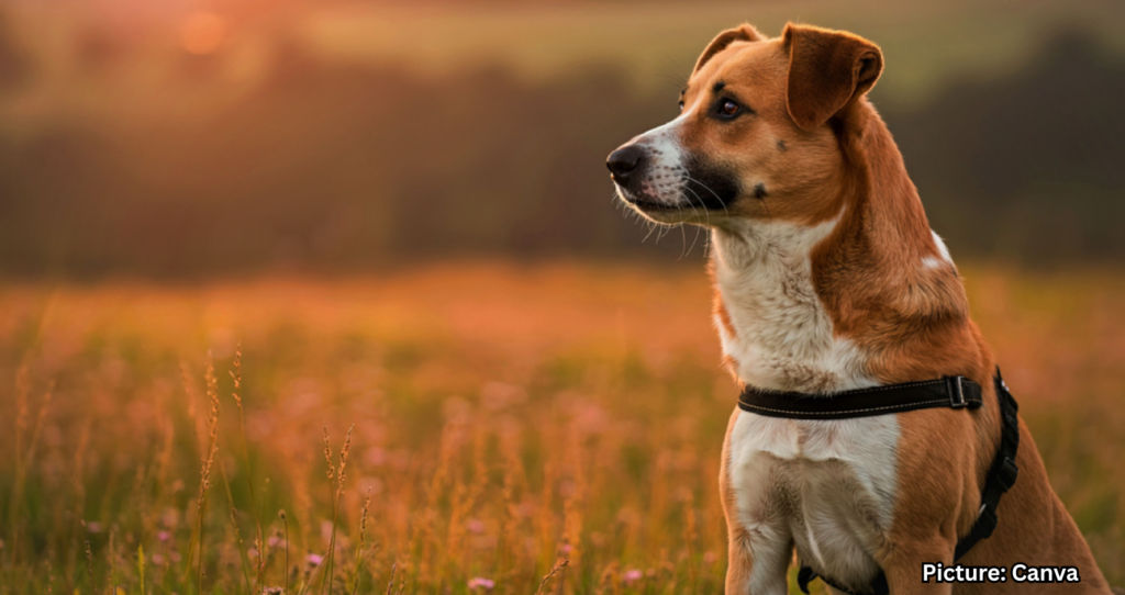 Virginia Tech Study Finds Dogs Can Detect Invasive Lanternflies