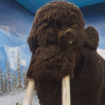 Featured & Cover Well Preserved Baby Mammoth from Ice Age Dissected by Scientists