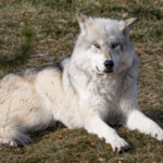 Featured & Cover Wolf Species Made Famous in 'Game of Thrones' Revived Company Claims
