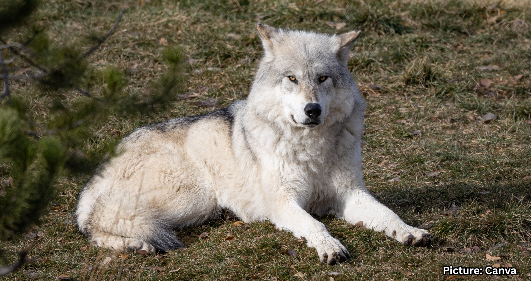 Featured & Cover Wolf Species Made Famous in 'Game of Thrones' Revived Company Claims