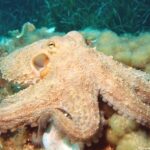 Featured & Cover Ancient Octopus Used Jaws to Hunt Prey Alongside Dinosaurs