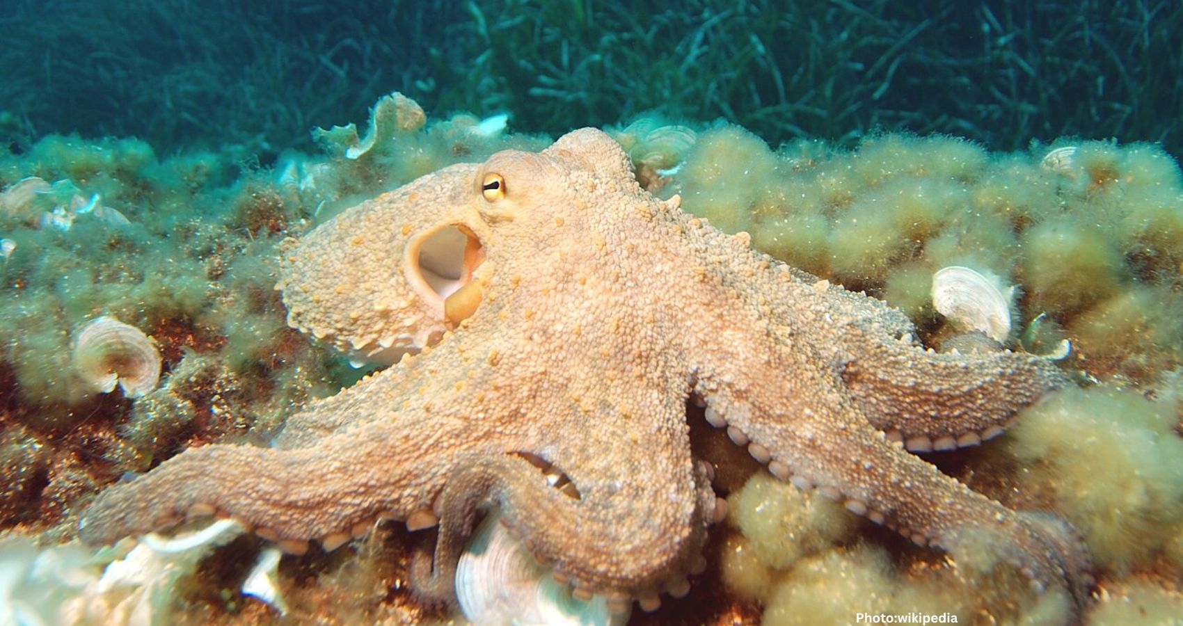 Featured & Cover Ancient Octopus Used Jaws to Hunt Prey Alongside Dinosaurs
