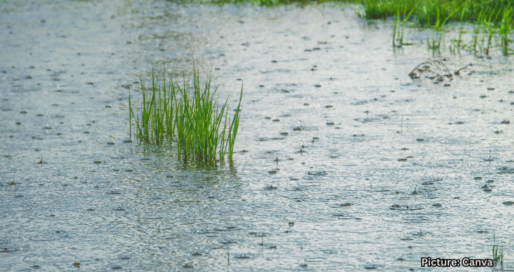 New Study Reveals Soil Microbes May Influence Rainfall Patterns