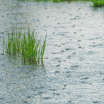 Featured & Cover New Study Reveals Soil Microbes May Influence Rainfall Patterns