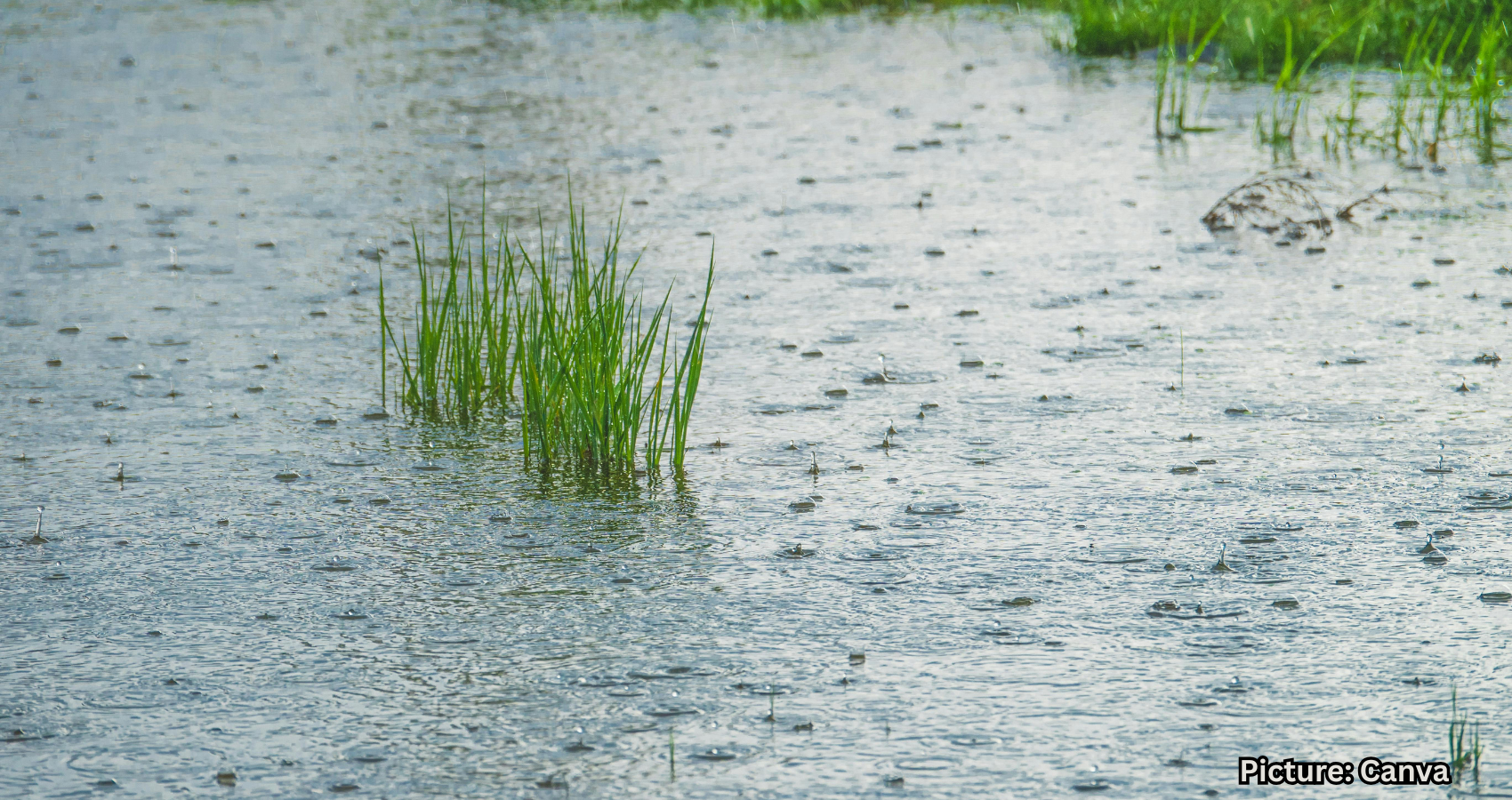 Featured & Cover New Study Reveals Soil Microbes May Influence Rainfall Patterns