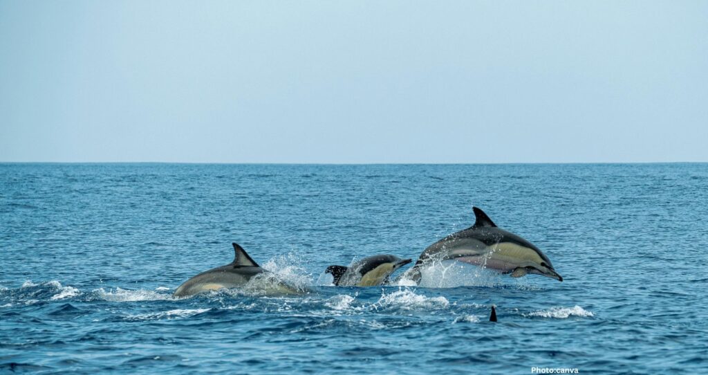 Oceans Worldwide Growing Darker, Posing Threats to Marine Life