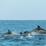 Featured & Cover Oceans Worldwide Growing Darker Posing Threats to Marine Life