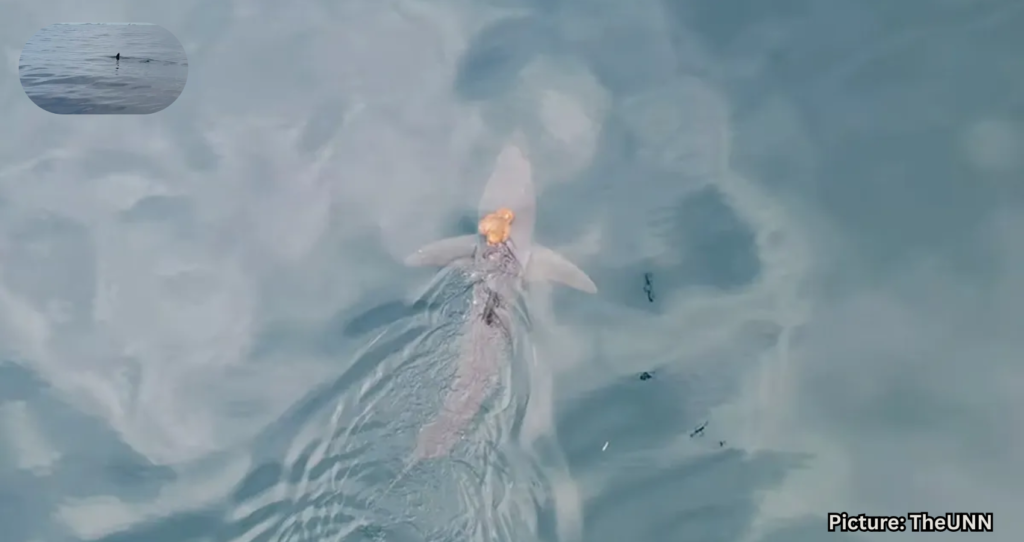 Rare Sighting of ‘Sharktopus’ Captured on Camera by Scientists