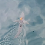 Featured & Cover Rare Sighting of 'Sharktopus' Captured on Camera by Scientists