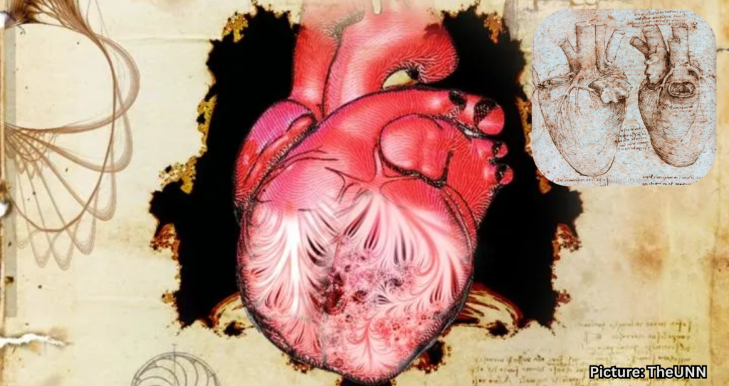 Researchers Discover Function of Heart Trabeculae First Described by Da Vinci