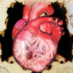Featured & Cover Researchers Discover Function of Heart Trabeculae First Described by Da Vinci