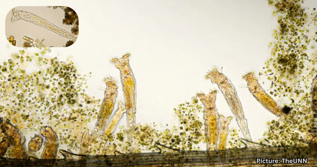 Scientists Revive 24,000-Year-Old ‘Zombie Worm’ from Arctic Ice