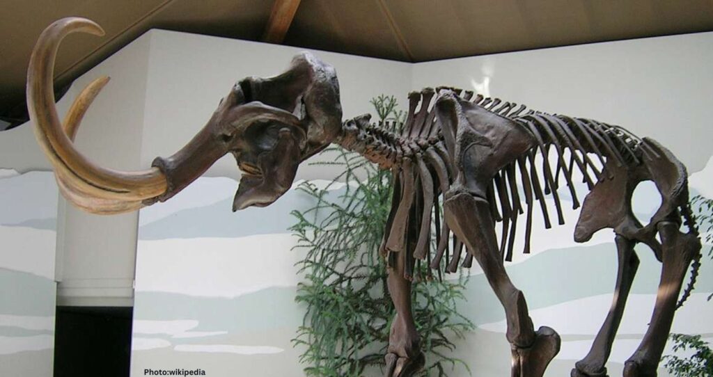 Well-Preserved Baby Mammoth from Ice Age Dissected by Scientists