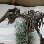 Featured & Cover Well Preserved Baby Mammoth from Ice Age Dissected by Scientists