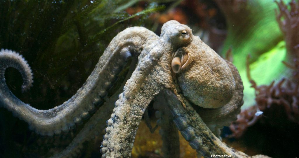 Ancient Octopus Used Jaws to Hunt Prey Alongside Dinosaurs
