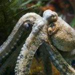Ancient Octopus Used Jaws to Hunt Prey Alongside Dinosaurs