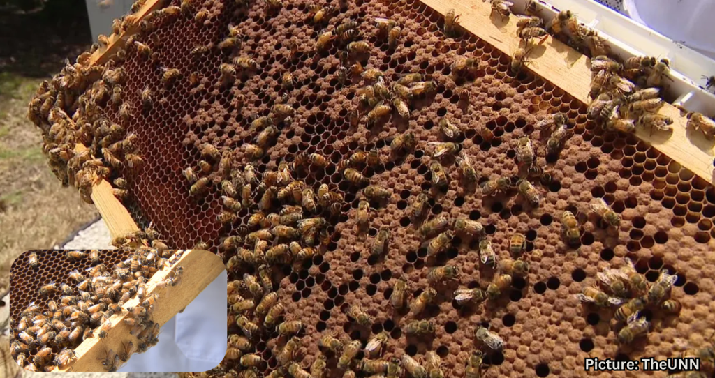 AI Robotic Beehives Installed in Florida Community Reduce Colony Collapse
