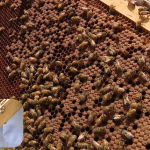 Featured & Cover AI Robotic Beehives Installed in Florida Community Reduce Colony Collapse