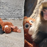 Featured & Cover American Tourists Arrested in Japan for Alleged Break In at Monkey Enclosure (1)