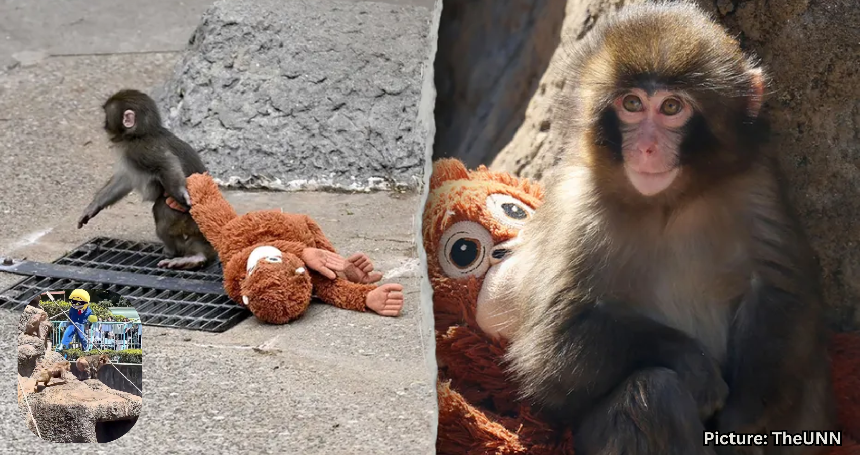 Featured & Cover American Tourists Arrested in Japan for Alleged Break In at Monkey Enclosure (1)