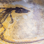 Featured & Cover Dinosaur Fossils Discovered During Construction at National Park