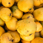 Featured & Cover India's Mango Exports Surge UAE Becomes Leading Importer
