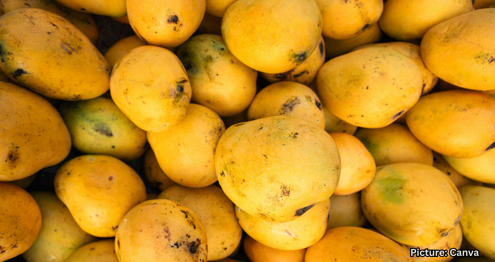 Featured & Cover India's Mango Exports Surge UAE Becomes Leading Importer