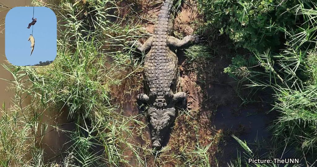 Featured & Cover South African Police Airlift Large Crocodile in Missing Person Case
