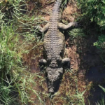 Featured & Cover South African Police Airlift Large Crocodile in Missing Person Case