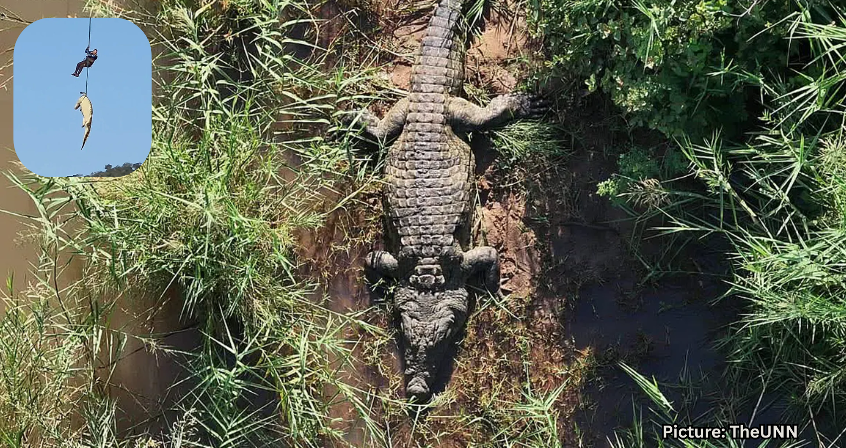 Featured & Cover South African Police Airlift Large Crocodile in Missing Person Case