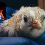 Featured & Cover Texas Company Develops Artificial Eggs to Hatch Live Chicks