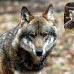 Featured & Cover Wolf Species Extinct for 12 500 Years Revived US Company Claims