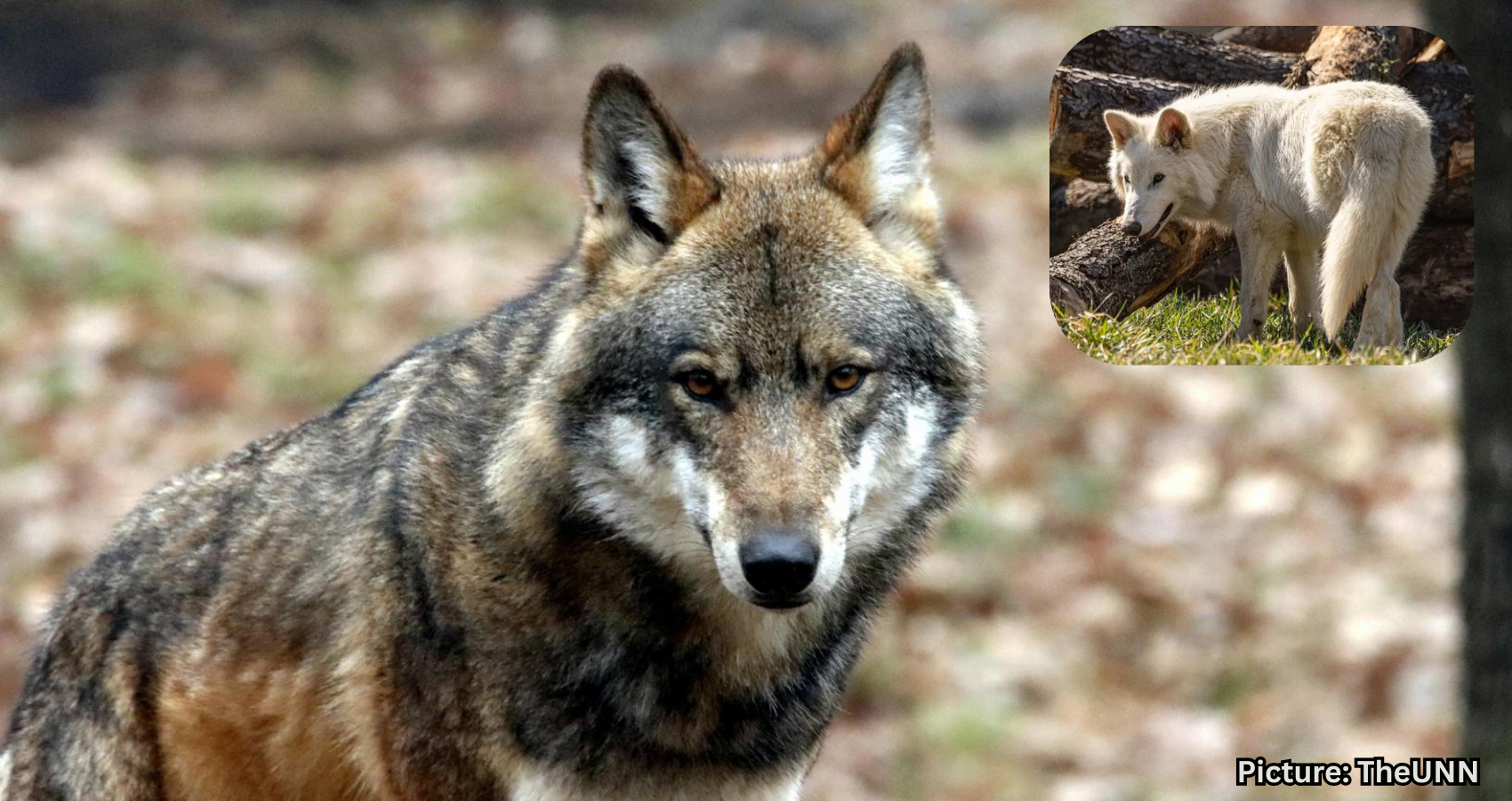 Featured & Cover Wolf Species Extinct for 12 500 Years Revived US Company Claims