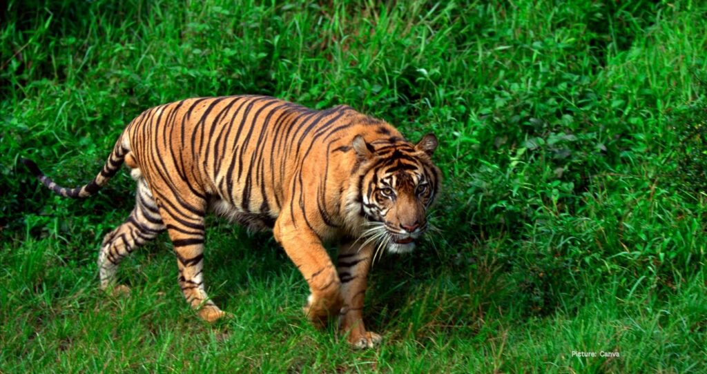 The UNN Cover Tigers of Tadoba A Look at India's Majestic Wildlife Reserve