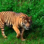 The UNN Cover Tigers of Tadoba A Look at India's Majestic Wildlife Reserve