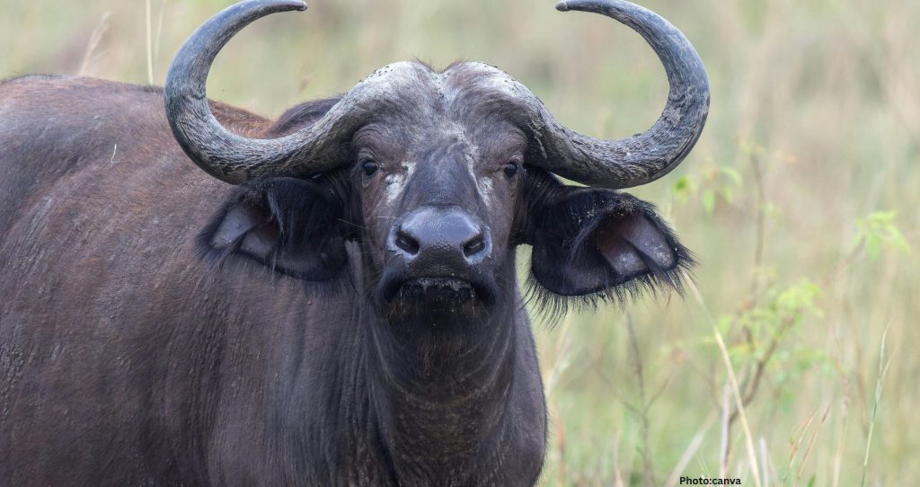Viral Buffalo Named After Donald Trump Spared From Eid Sacrifice