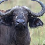 Viral Buffalo Named After Donald Trump Spared From Eid Sacrifice