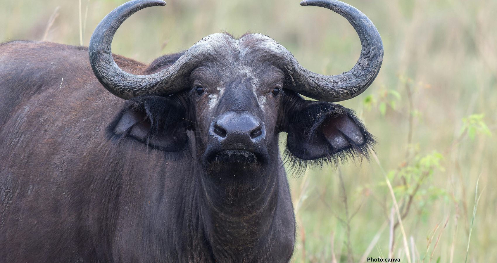 Viral Buffalo Named After Donald Trump Spared From Eid Sacrifice