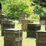 Featured & Cover AI Driven Robotic Beehives Installed in Florida Community to Combat Colony Collapse