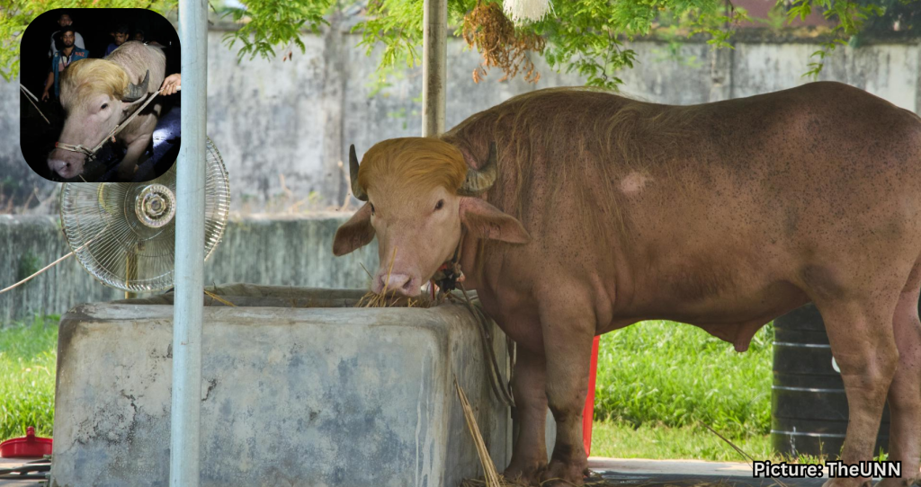 Albino Buffalo Nicknamed ‘Donald Trump’ Gains Popularity at Bangladesh Zoo