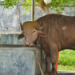 Featured & Cover Albino Buffalo Nicknamed 'Donald Trump' Gains Popularity at Bangladesh Zoo