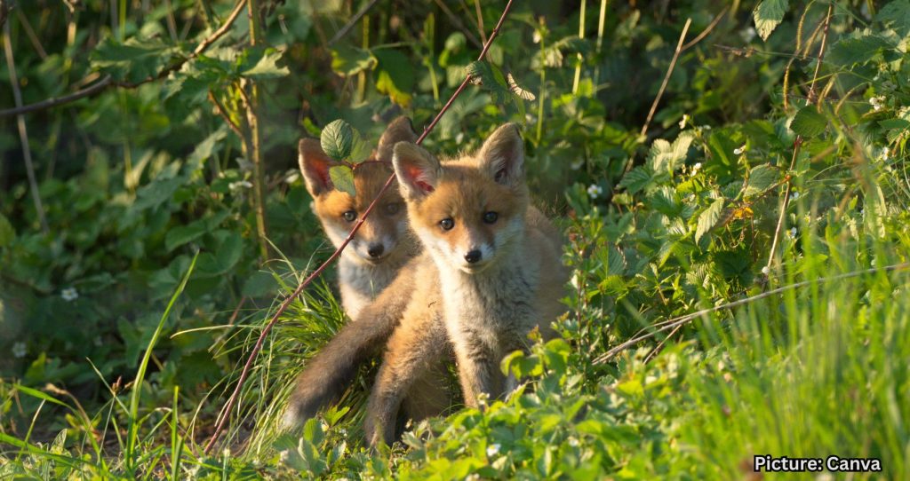 Deadly Fox Tapeworm Linked to Lethal Disease in West Coast Wildlife